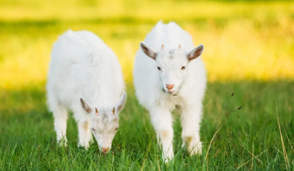 2 goat kids grazing