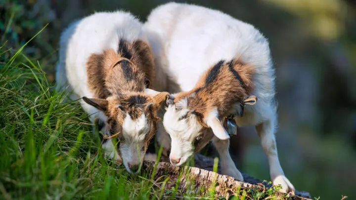 2 goats eating