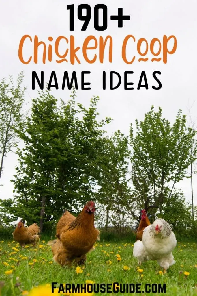 190+ Chicken Coop Name Ideas