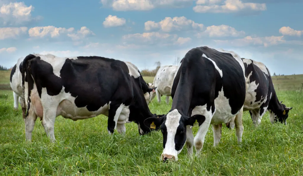 black and white cows