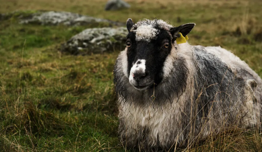 black and white sheep