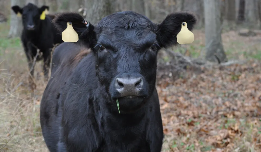 black cow