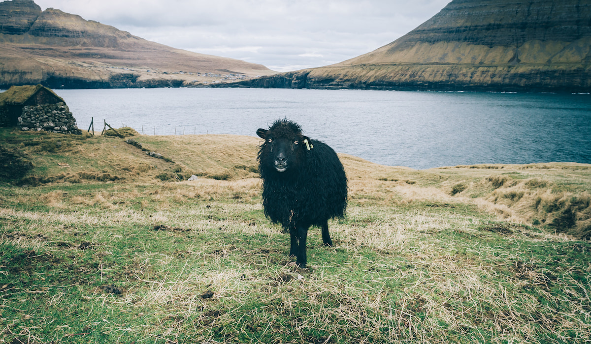 Names For Black Sheep Girl Names For Black Sheep Girl