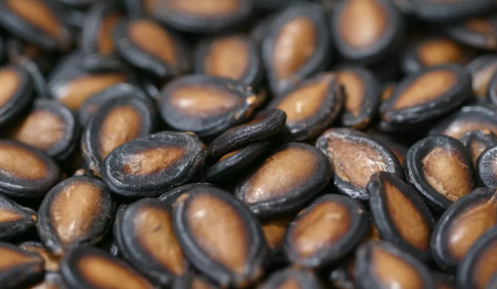 black watermelon seeds