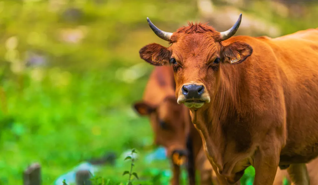 brown cow