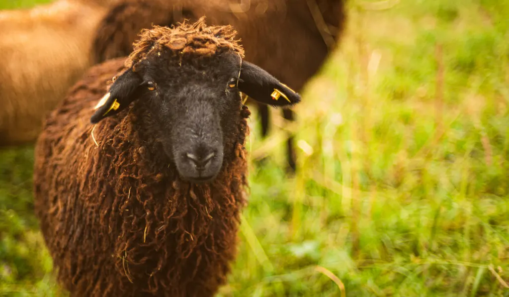 brown sheep