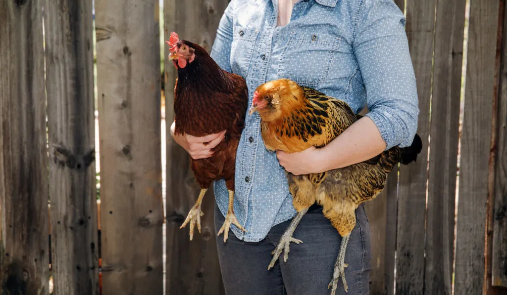 carrying chickens