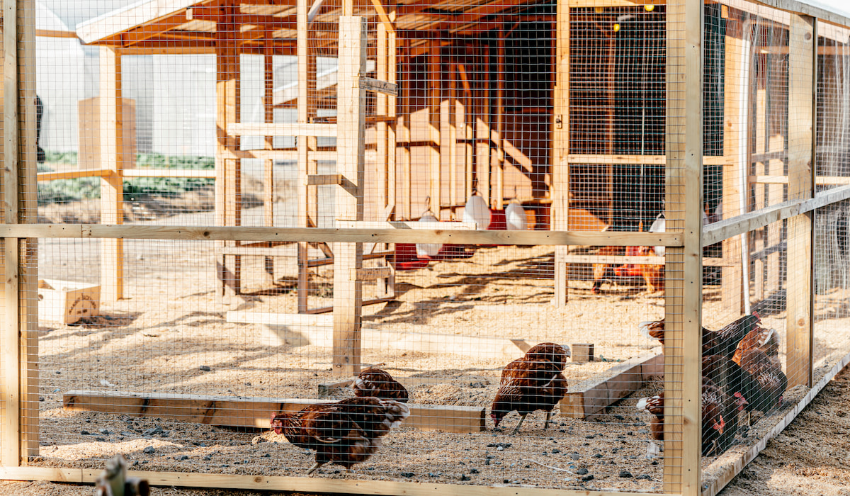 190+ Name Ideas for a Chicken Coop Farmhouse Guide