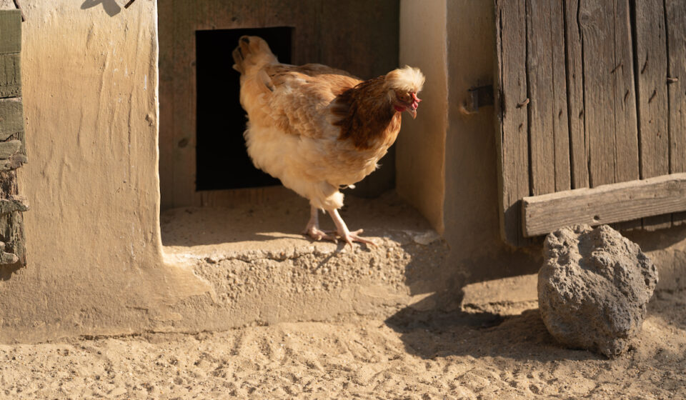 190+ Name Ideas for a Chicken Coop Farmhouse Guide