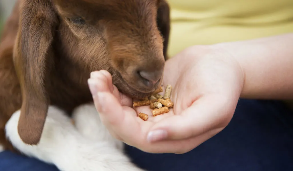 feeding kid with pellets