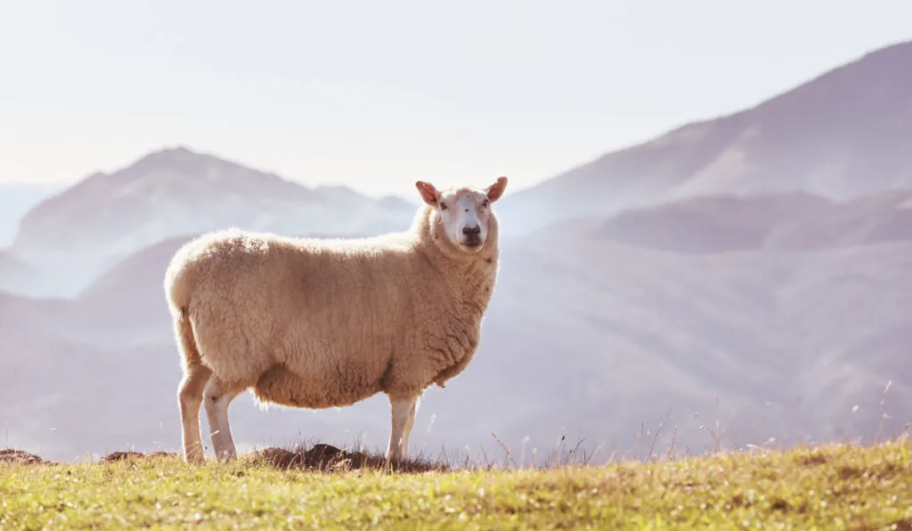 fluffy sheep