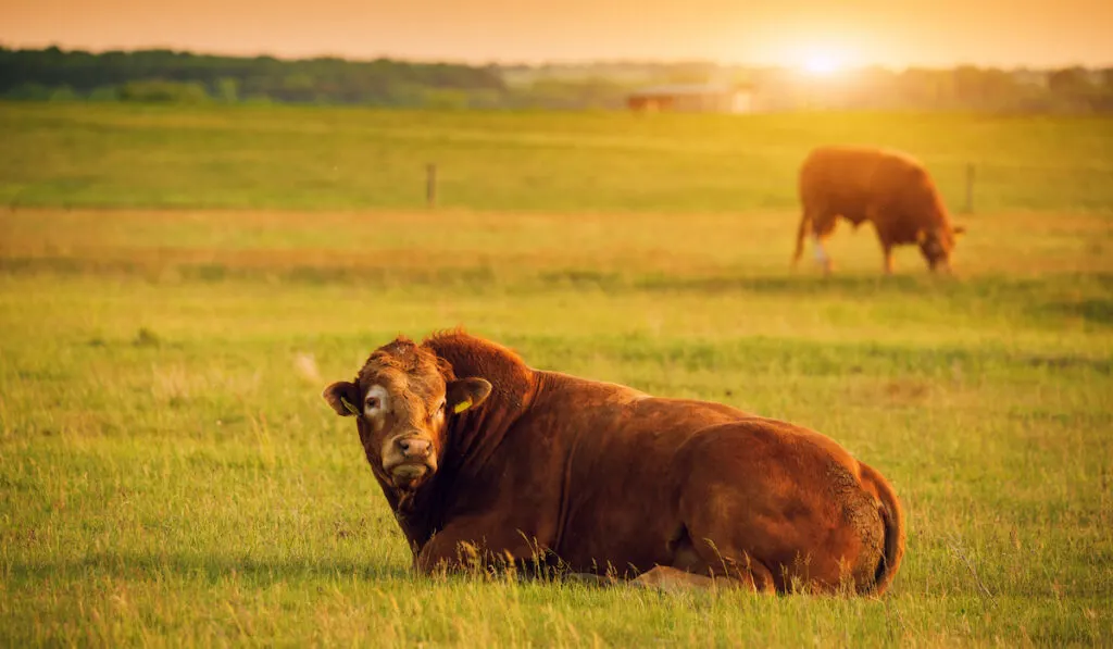 french cow 