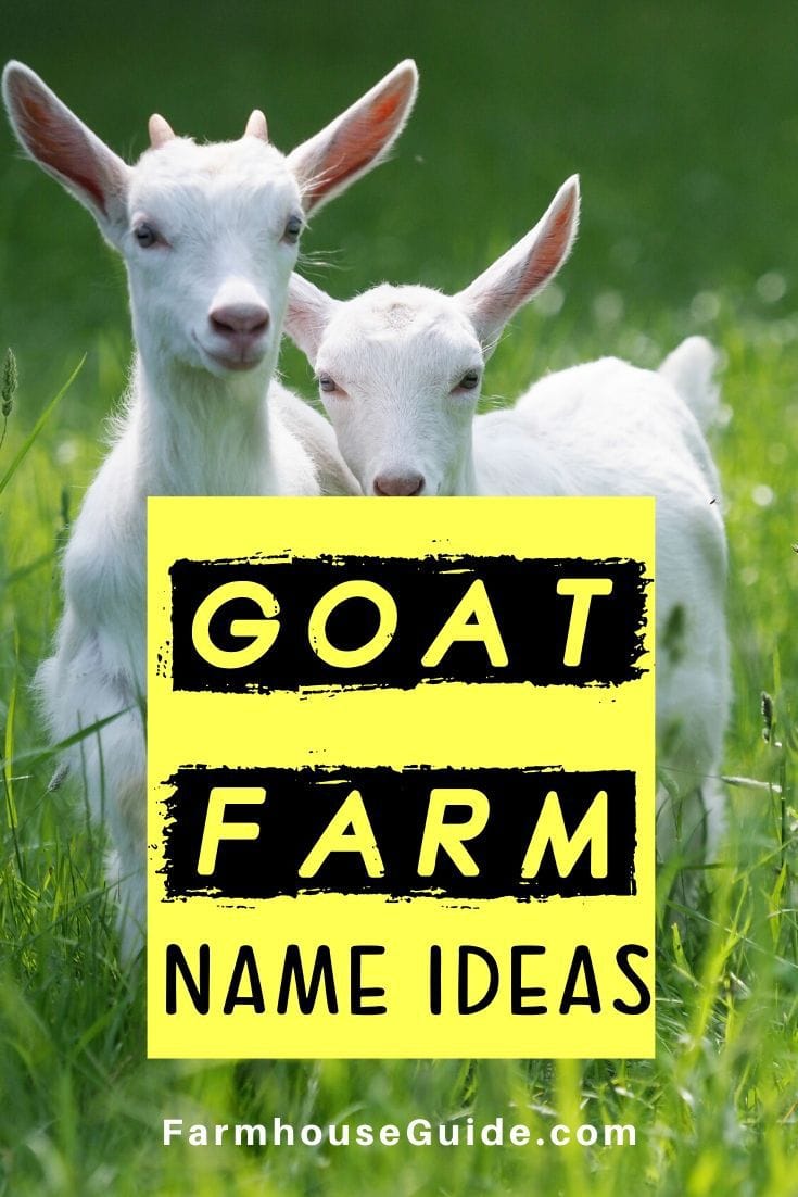 27 Goat Farm Name Ideas Farmhouse Guide 27-goat-farm-name-ideas-farmhouse-guide