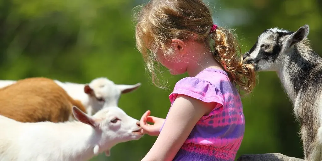 How Do Goats Show Affection 3 Scientifically Proven Ways Farmhouse Guide