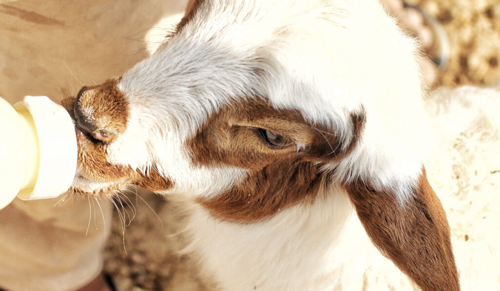 goat kid drinking milk