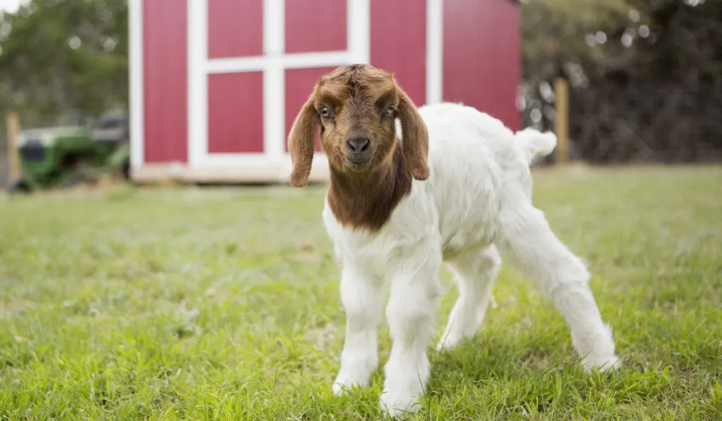 goat kid looking at you