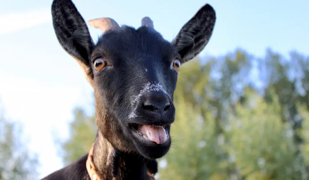 goat being voca