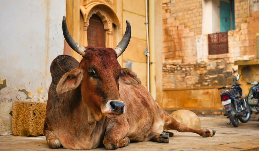 indian cow