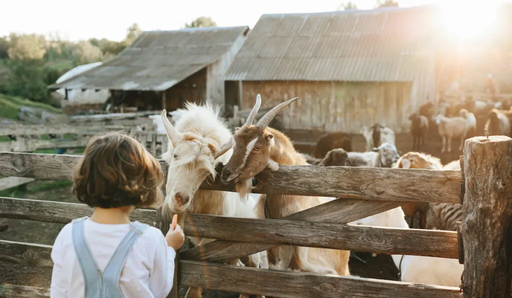 little girl on goat farm