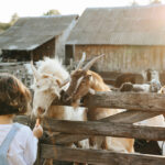 27 Goat Farm Name Ideas