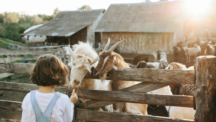 little girl on goat farm