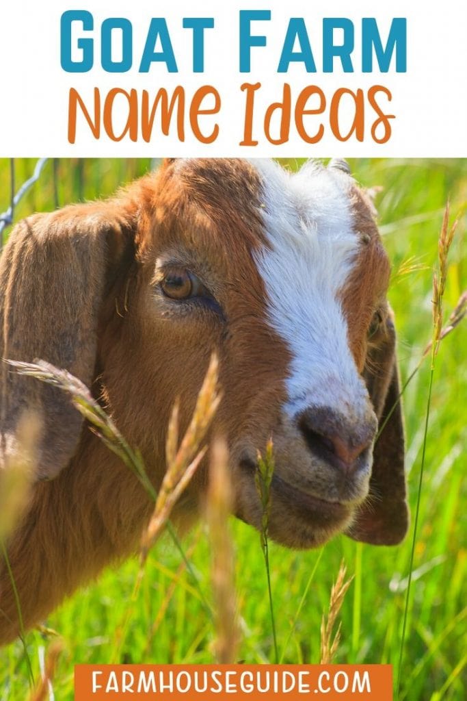 27-goat-farm-name-ideas-farmhouse-guide