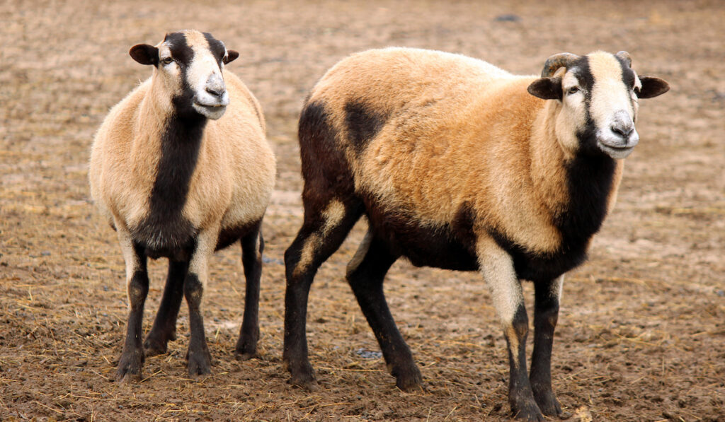 sheep partners