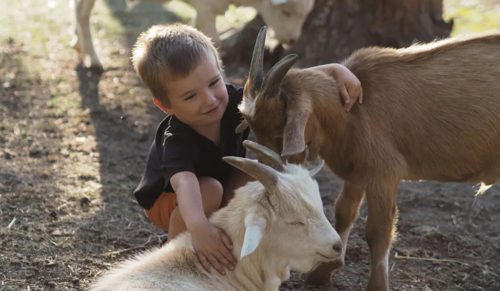 toddler with goats