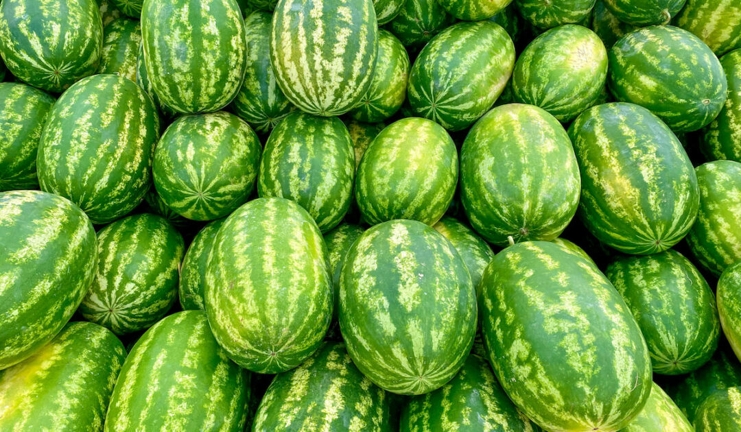 Can Goats Eat Watermelon? Farmhouse Guide