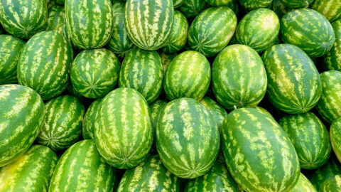 Can Chickens Eat Watermelon? + Watermelon Treat Ideas - Farmhouse Guide