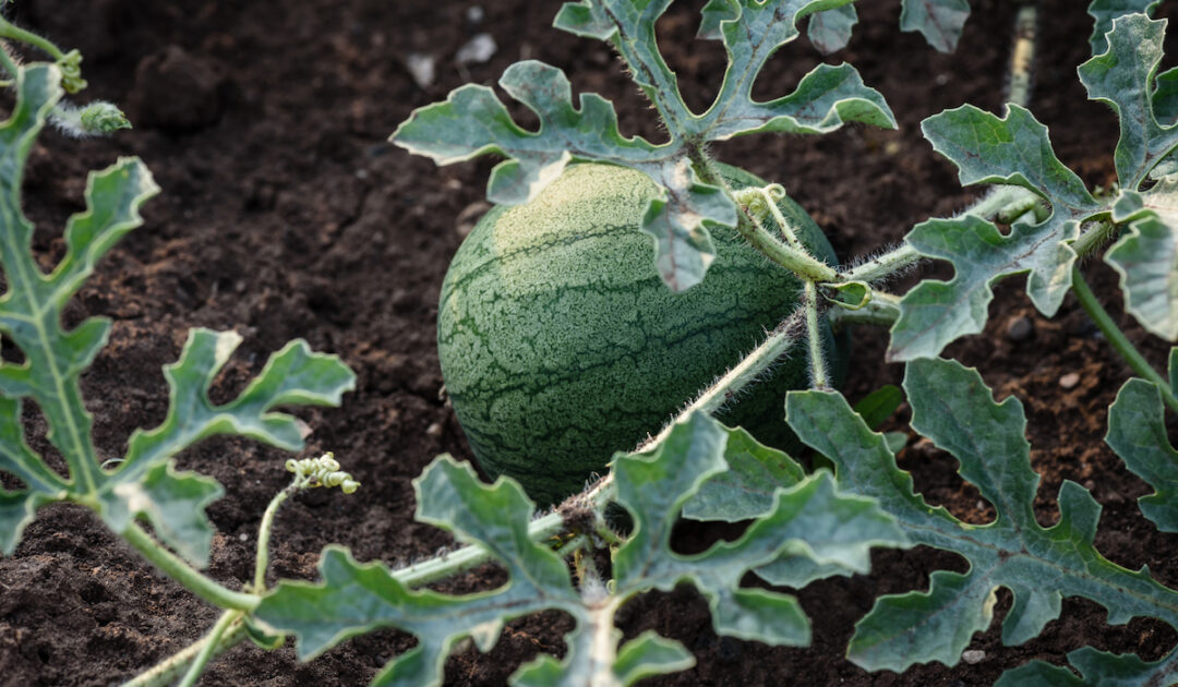 Can Chickens Eat Watermelon? + Watermelon Treat Ideas Farmhouse Guide