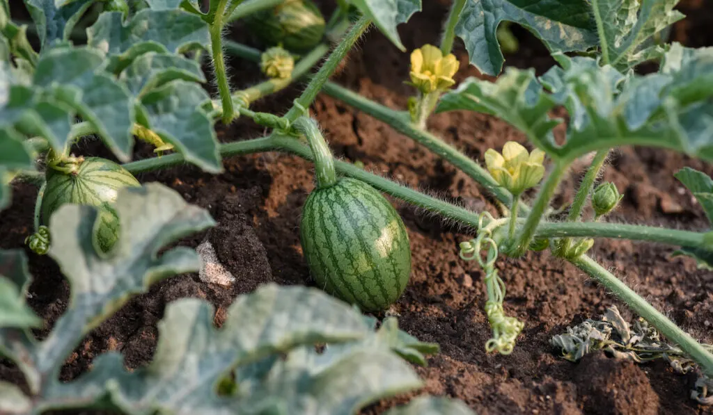 young watermelon on vines