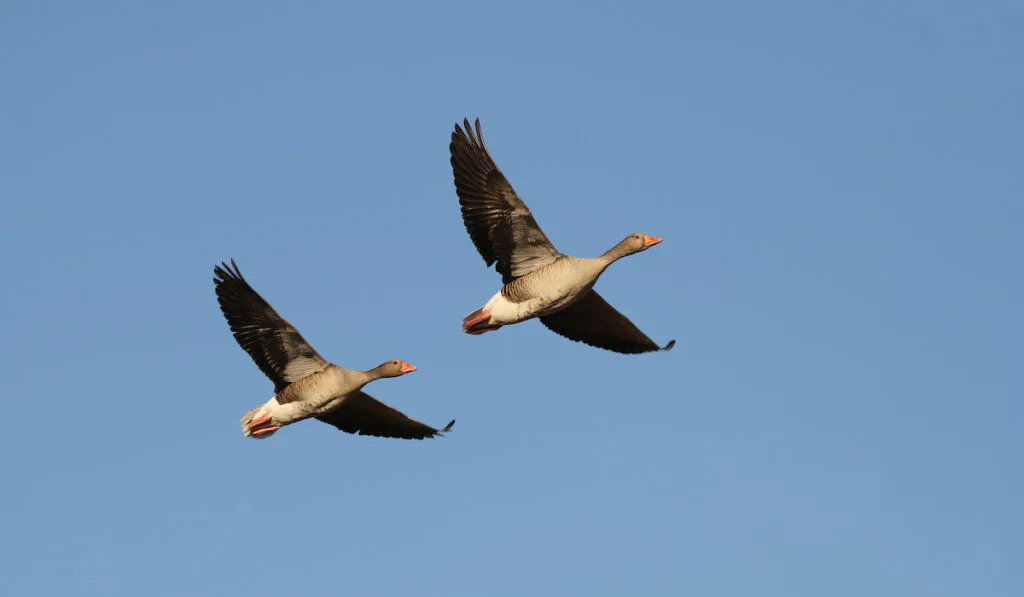 2 geese flying