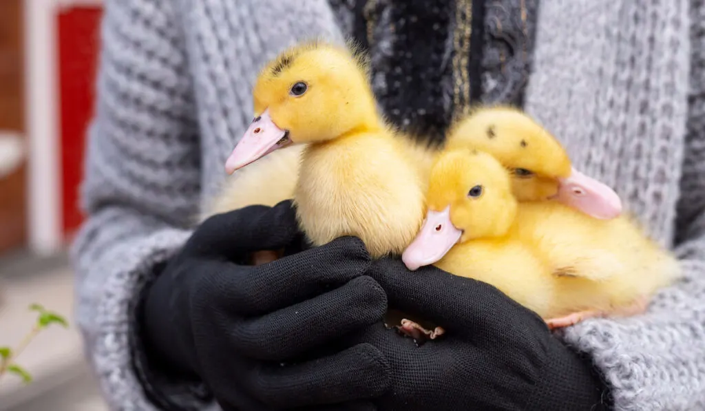 woman wearing gloves holding 3 yellow ducklings