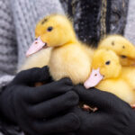 293+ Names for Your Pet Duck