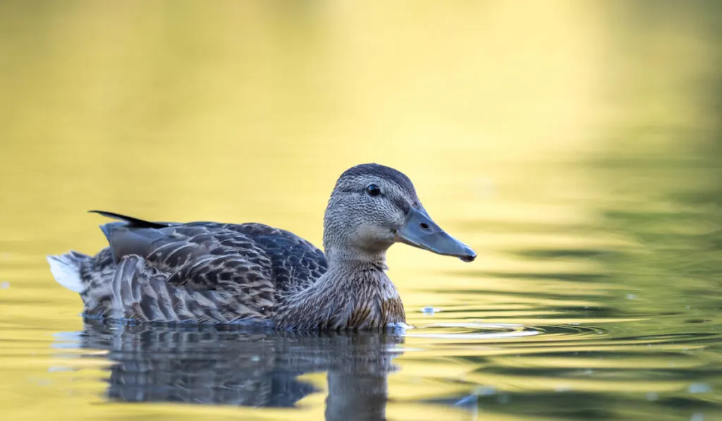 blue duck