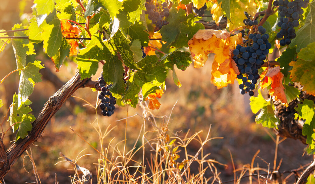 blue grapes on vine