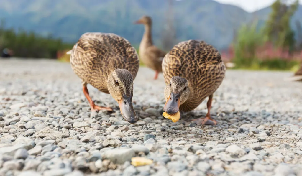 brown duck pair