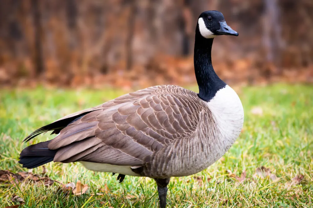 canadian goose