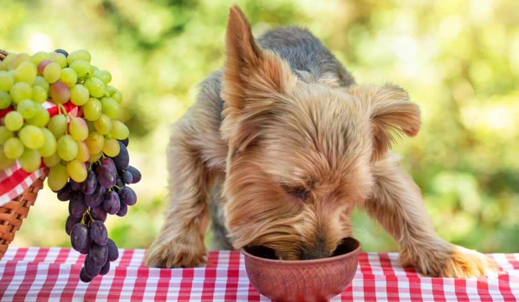 dog eats food near grapes