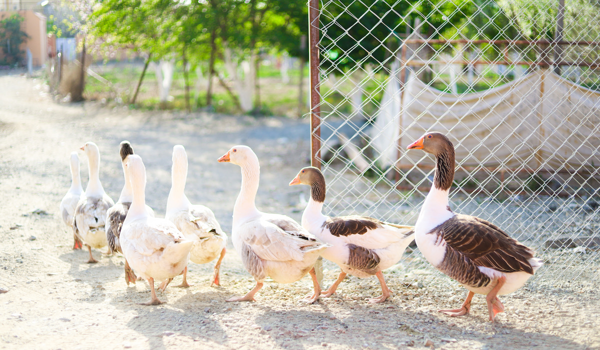 Are Geese Ducks? Geese vs. Ducks - Farmhouse Guide