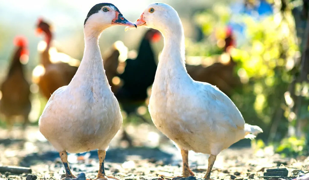 duck pair