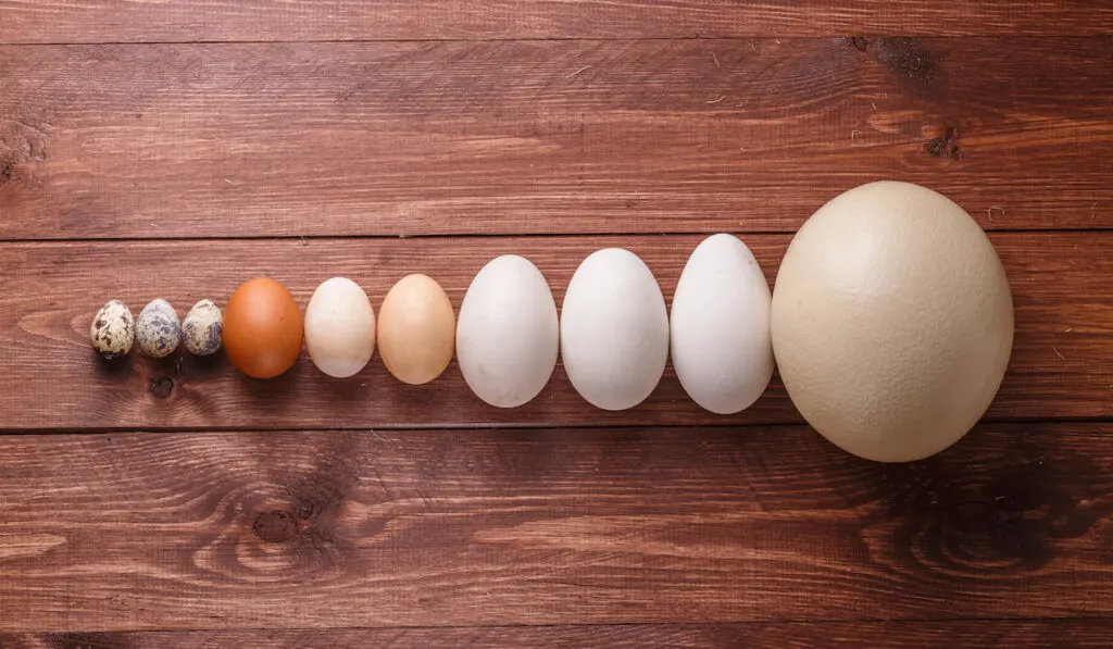 egg sizes