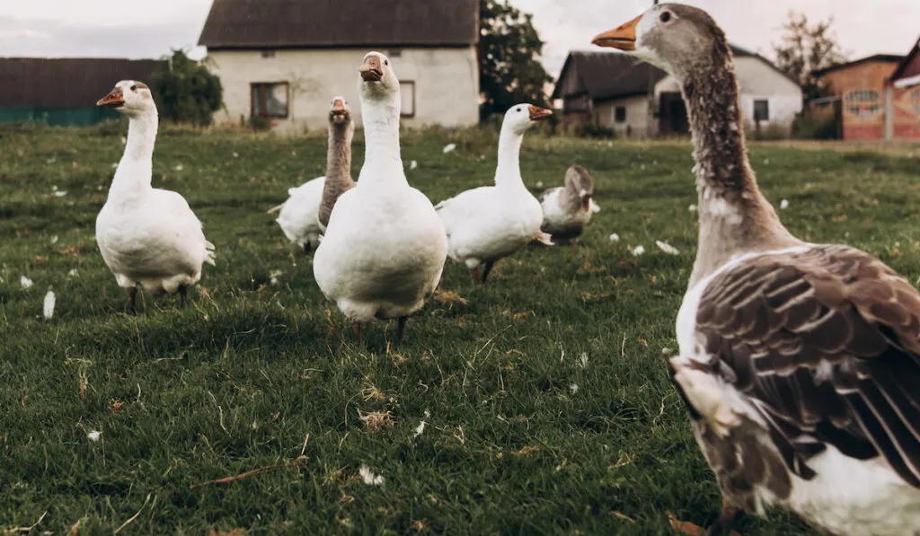 geese grazing