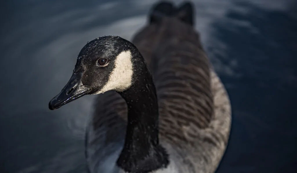 geese looking with 1 eye