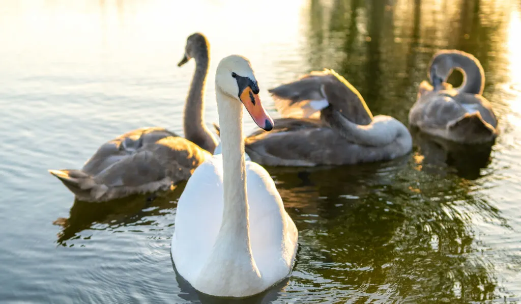 geese on water