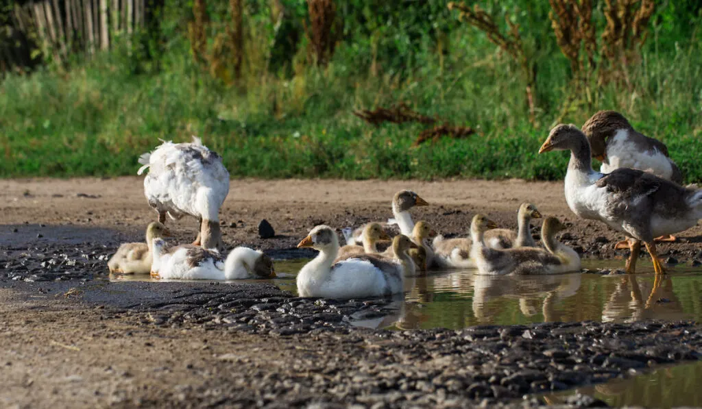 geese out of water