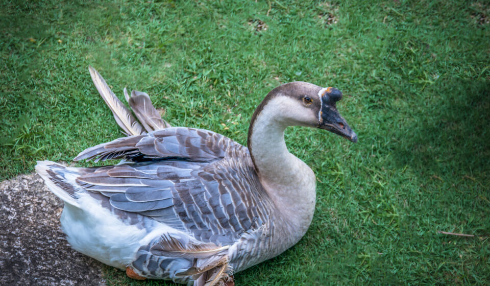 Where Do Geese Sleep? How Do They Sleep? Farmhouse Guide