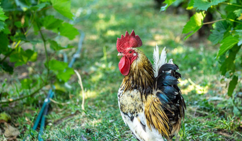 rooster in vineyard