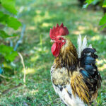 Can Chickens Eat Grapes? Nutrition & Treat Recipe
